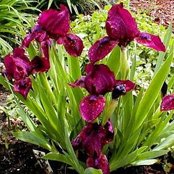 Ирис карликовый 'Черри Гардэн' /  Iris pumila  'Cherry Garden'